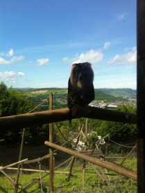View of Belfast hiding behind a Belfast Zoo Monkey